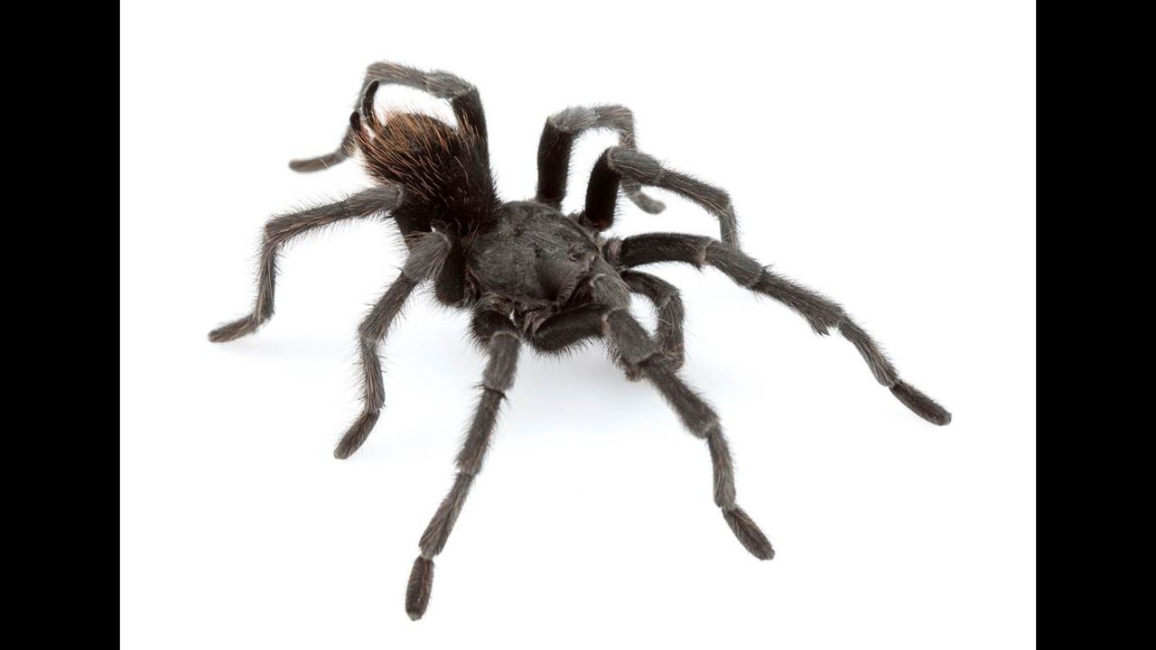 Aphonopelma johnnycashi is named for its stumbling grounds near California's Folsom Prison.
