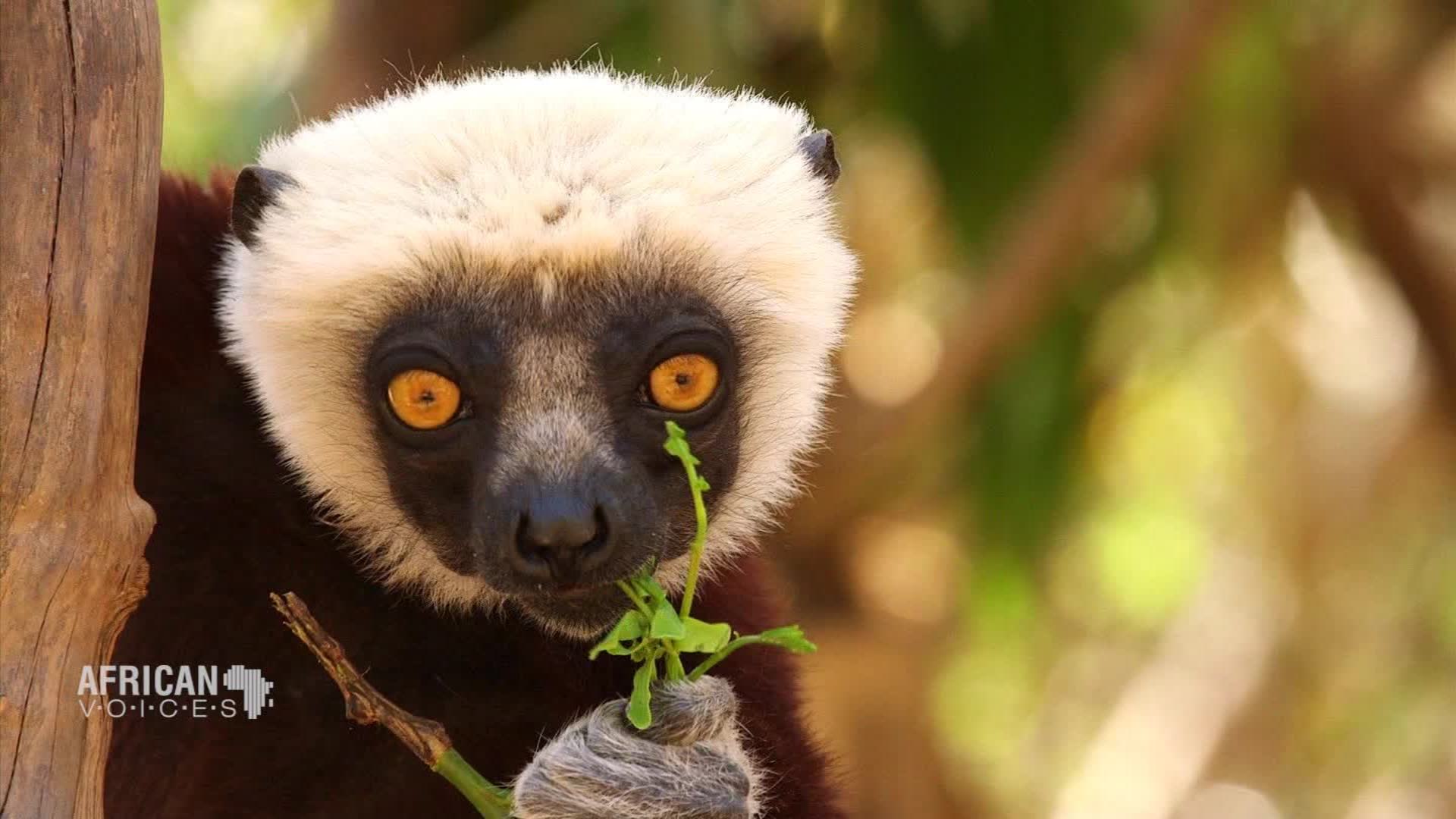 Can Madagascar's endangered lemurs be saved? | CNN