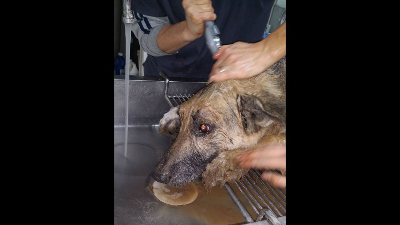 Maverick had clay covering his snout, ears and eyes when he was rescued. It took veterinarians an hour to stabilize him.