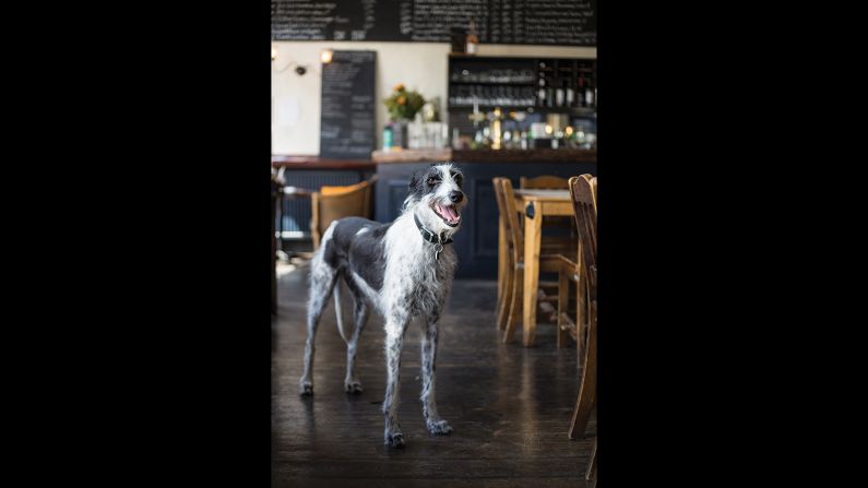 Dobby can be found at <a href="index.php?page=&url=http%3A%2F%2Fwww.thelansdownepub.co.uk" target="_blank" target="_blank">The Lansdowne</a> in Primrose Hill. Her favorite tipple's puddle water and her toy of choice is a squeaky chicken. 