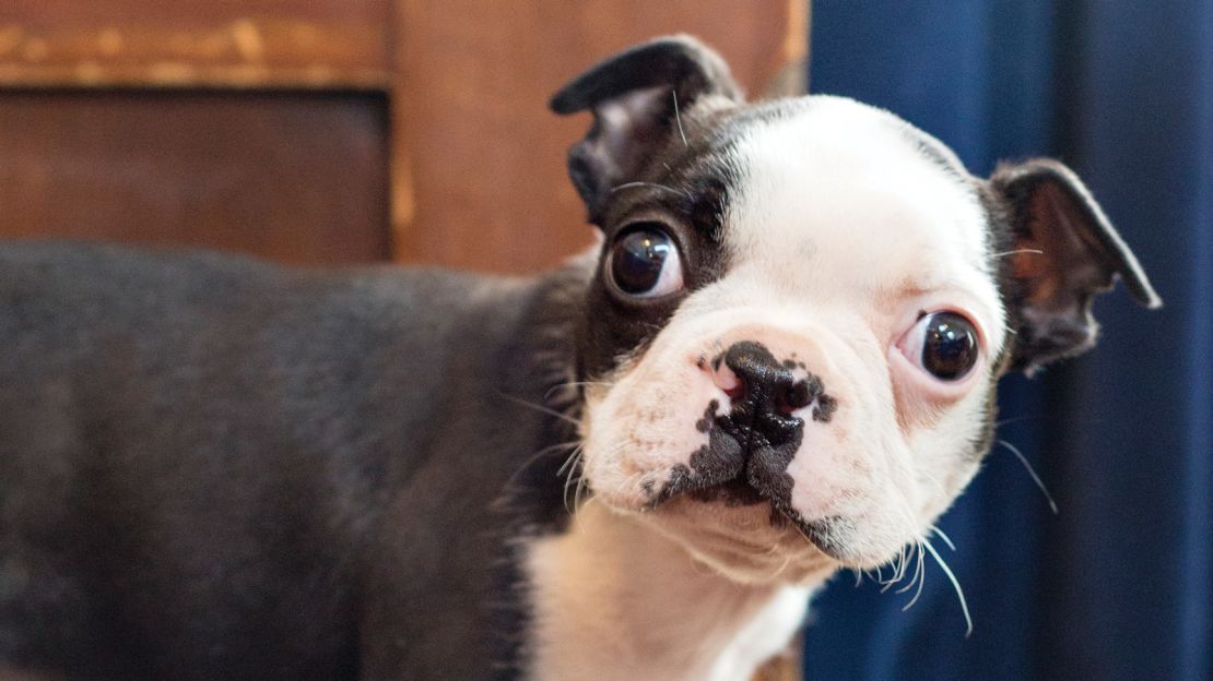 Boston Terrier Hooch, from  The Red Lion and Sun in Highgate. 