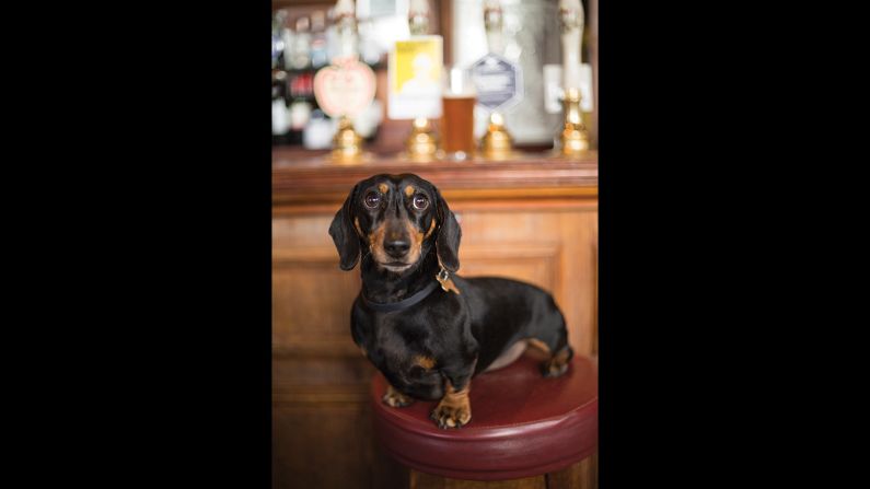 Lenny's nemesis is the postman -- and he's not keen on anyone who comes between him and a juicy lamb bone. He likes to lap at gravy or India Pale Ale while in <a href="http://thebullandlast.co.uk" target="_blank" target="_blank">The Bull and Last</a> near Hampstead Heath.  