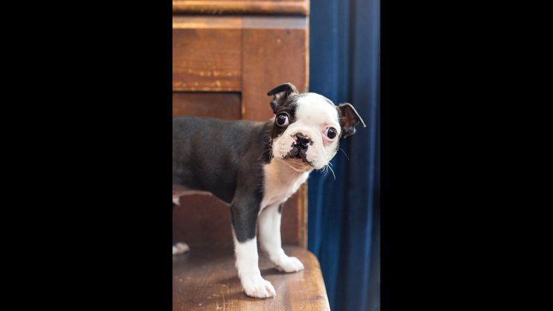 Puppy Hooch may be new to the world -- he's never even met a cat -- but he knows what he likes. That's snuggling, and <a href="http://www.theredlionandsun.com" target="_blank" target="_blank">The Red Lion and Sun</a> in Highgate. 