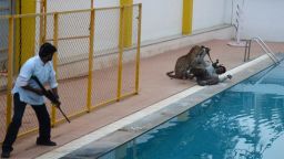 A man with a tranquilizer gun looks on as a leopard attacks a man by the swimming pool of a school in Bangalore, India, Sunday.