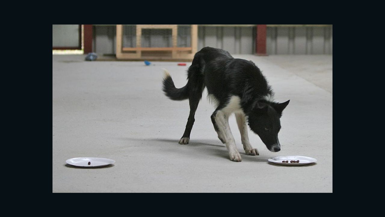 Which is the bigger portion? A border collie is put to the test.