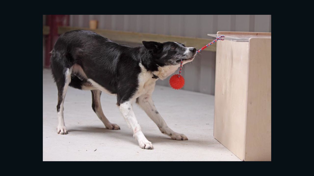 Scientists timed how long it took dogs to get food from behind different see-through barriers.