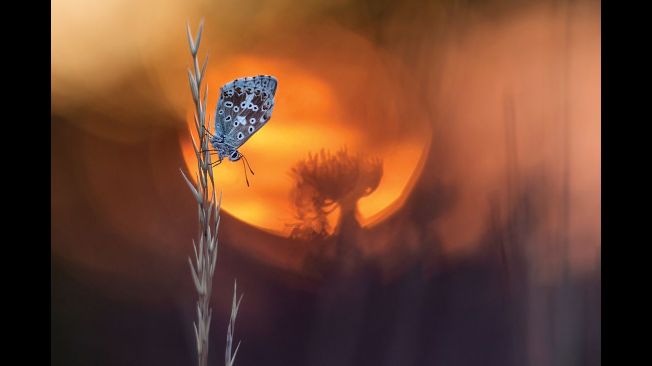 "During a macro tour I found this gossamer-winged butterfly, which was ideally placed for a shot in front of the rising sun. The surrounding vegetation was perfect for creating some bokeh." -- <a href="http://fotomat.500px.com" target="_blank" target="_blank">Henrik Spranz</a>, Austria