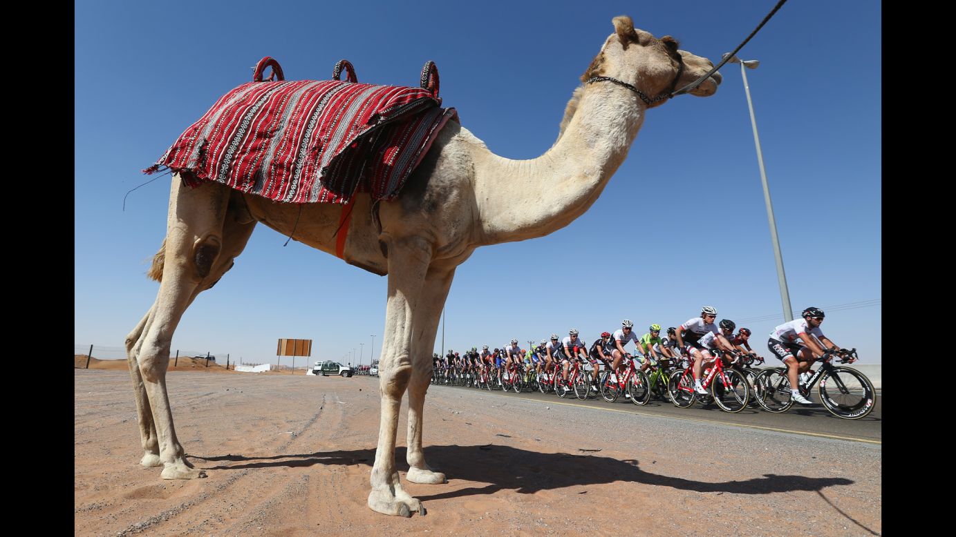 The peloton passes by a camel Friday, February 5, during the third stage of the Tour of Dubai in the United Arab Emirates.