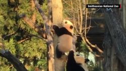 bei bei panda climbs tree orig mss_00000015.jpg