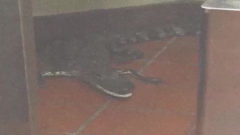 man throws alligator in wendy's wptv dnt_00004611.jpg