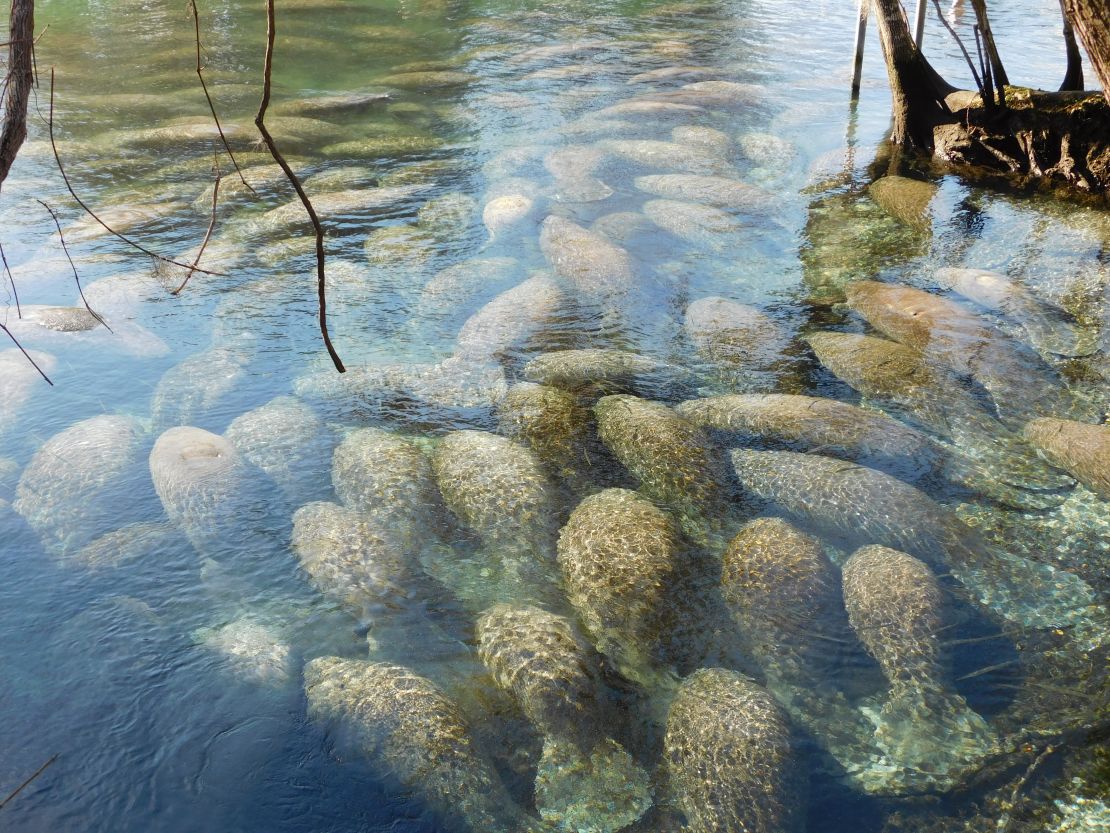 Manatees swarm at the Three Sisters Springs in Crystal River.