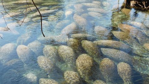 Manatees swarm at the Three Sisters Springs in Florida's Crystal River.