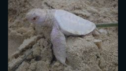 Alby, the albino Green turtle, born at Castaways Beach, Queensland, Australia.