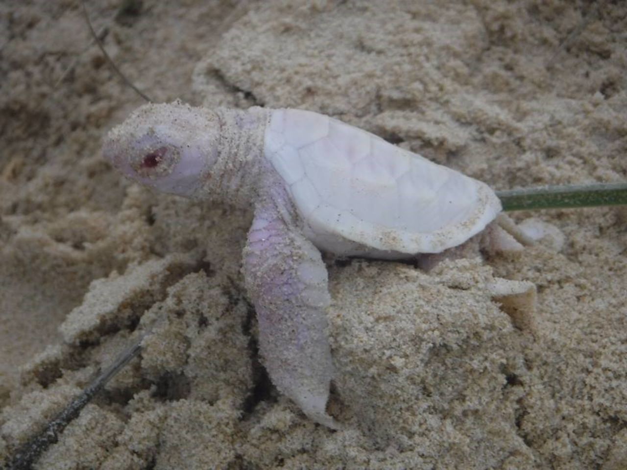 Alby, the albino Green turtle, hatched at Castaways Beach, near Noosa in Queensland, Australia at the weekend.