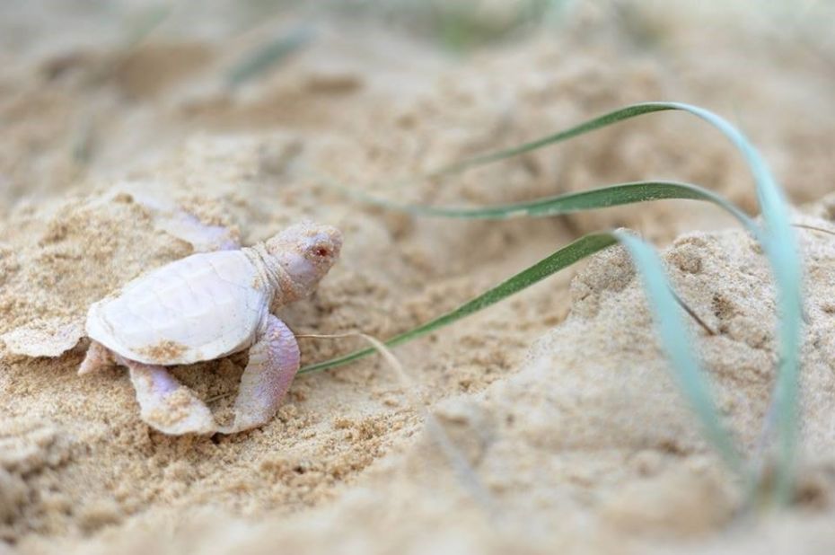 Wildlife conservation volunteers discovered the pale pink creature while counting empty turtle shells in a nest on the beach.