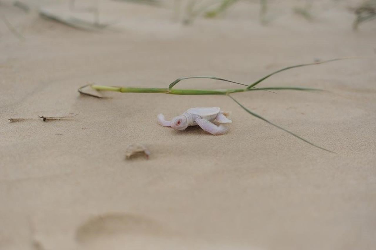 He will face a tough struggle to survive: His distinctive coloring means he will be easy prey for larger sea creatures.