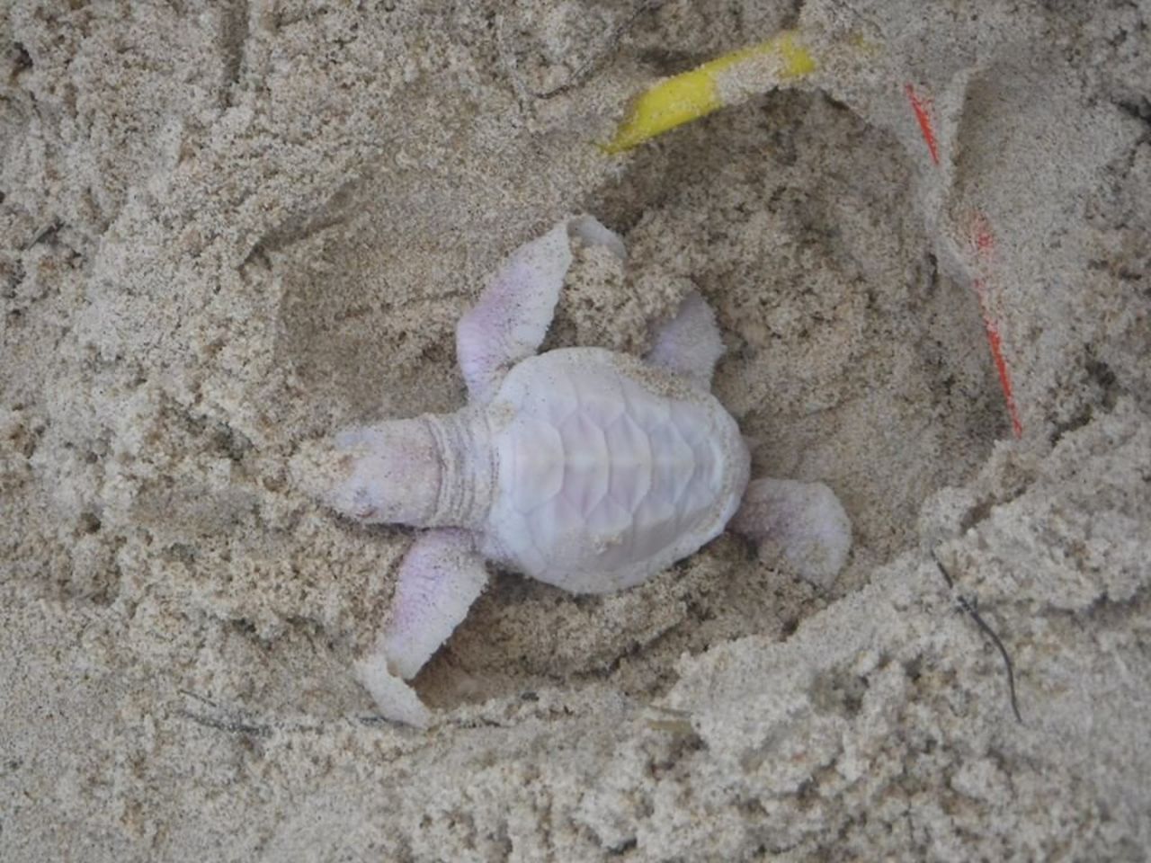 But he got off to a good start: "He was quite vigorous while walking from the nest to the ocean," Leigh Warneminde told CNN.
