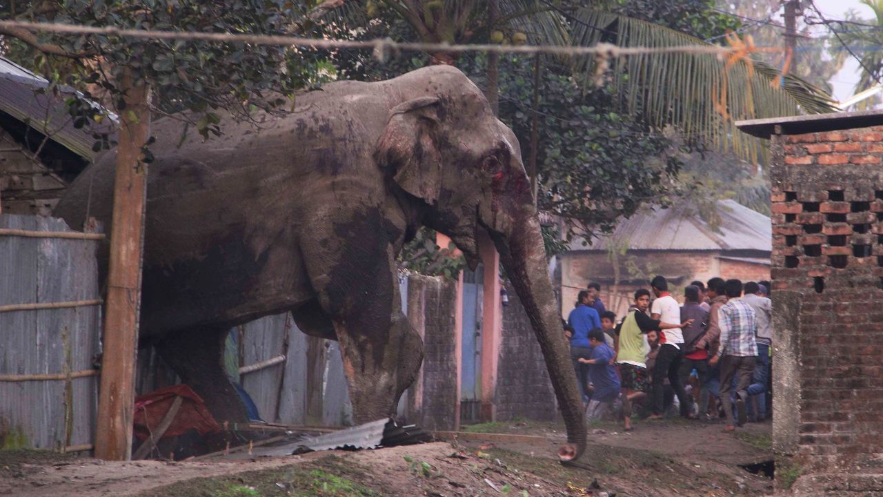 People run from a wild elephant that strayed into the Indian town of Siliguri on Wednesday, February 10. The elephant had wandered in from the Baikunthapur Forest, crossing roads and a small river before entering the town. He trampled parked cars and motorbikes before being tranquilized by wildlife officials.