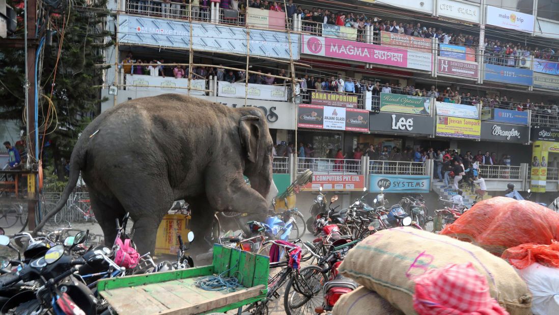 The elephant, with a tranquilizer dart in his back side, walks along a street in Siliguri.