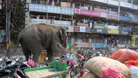 FILE PHOTO: A wild elephant with a tranquilizer dart in its back in Siliguri, India, on February 10, 2016. 