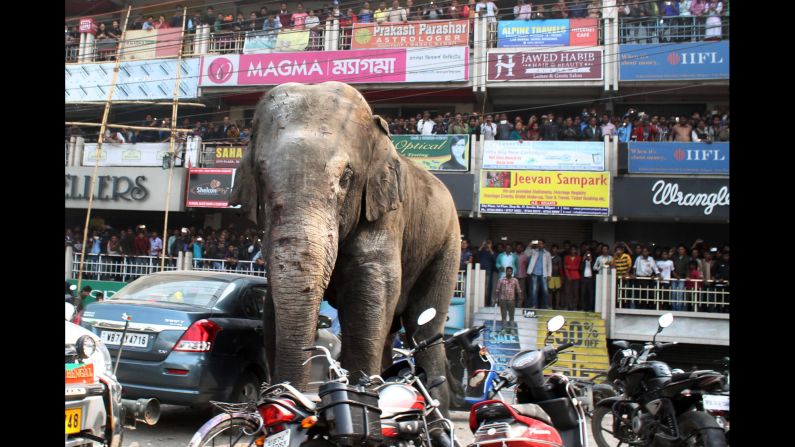 People watch the elephant as he walks along a busy street.