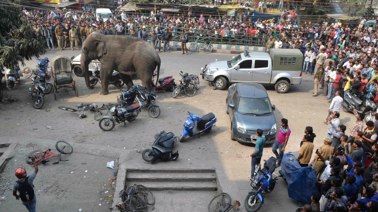 The elephant tramples some motorbikes.