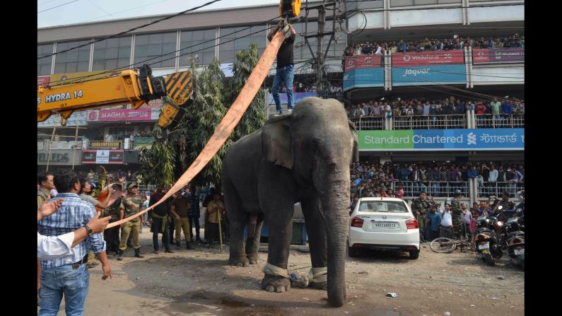 Wildlife officials use a crane to lift the elephant away.
