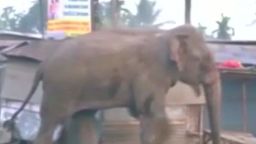 india elephant runs amok seg_00001608.jpg