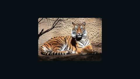 Baha, the female Sumatran tiger, is survived by five offspring.