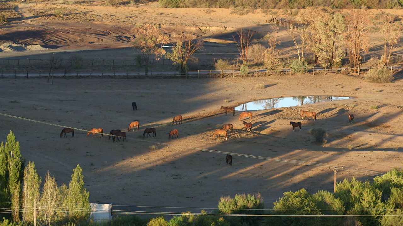 Player's stud has bred more than 2,000 winners