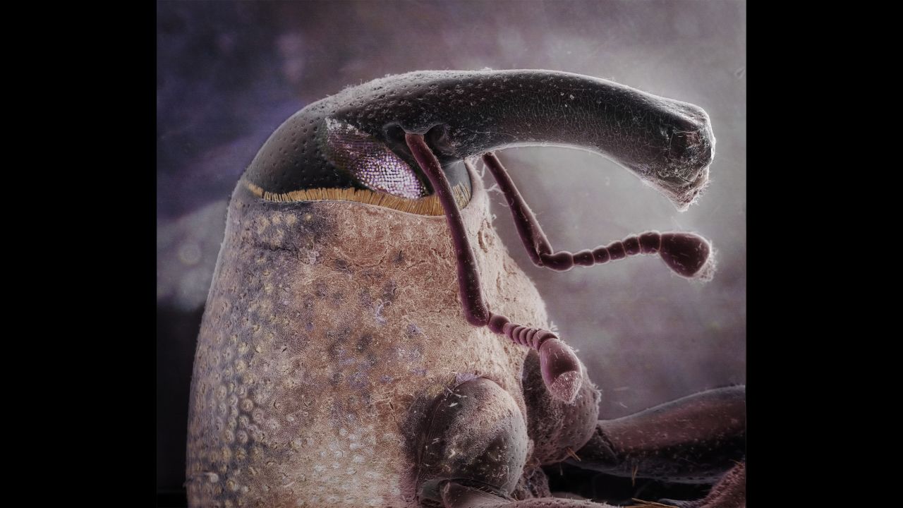 This magnified photo of a weevil is one of the many insect portraits taken by Daniel Kariko, an assistant professor of fine art photography at East Carolina University.