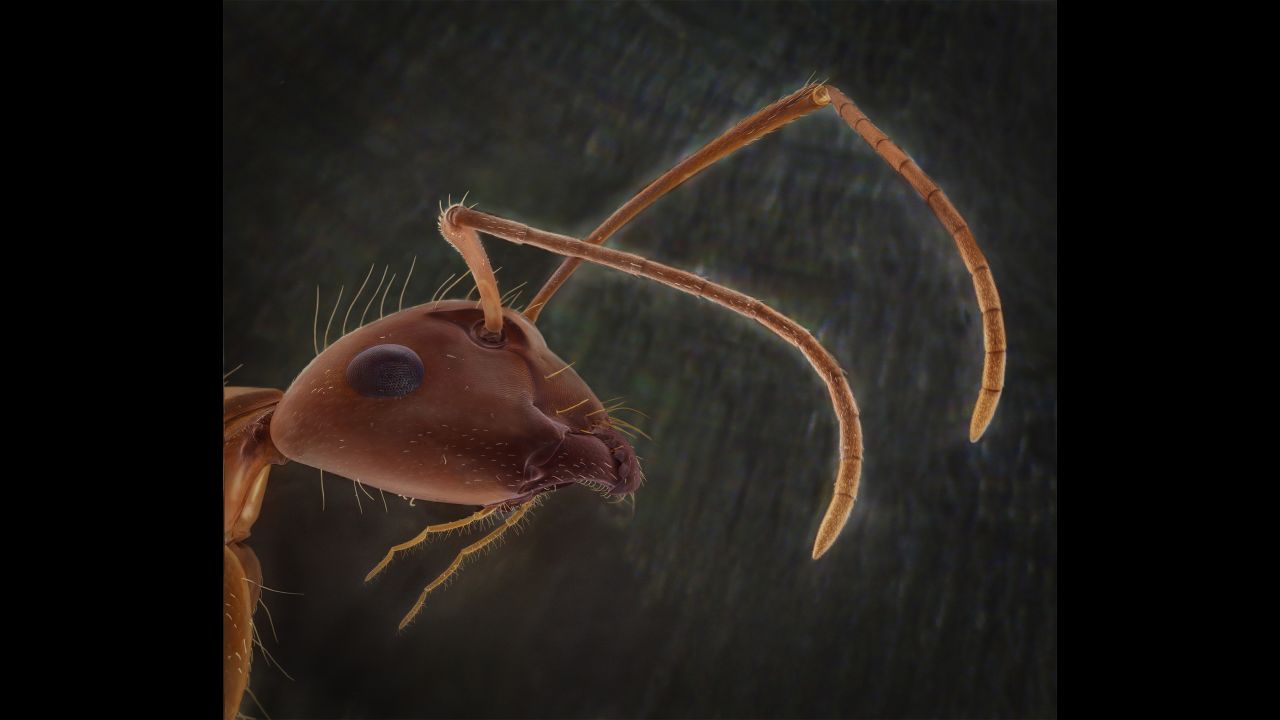A carpenter ant