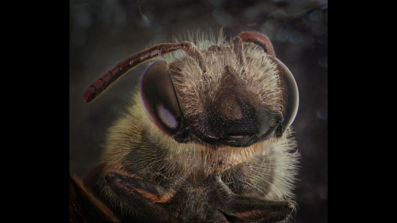 A bee