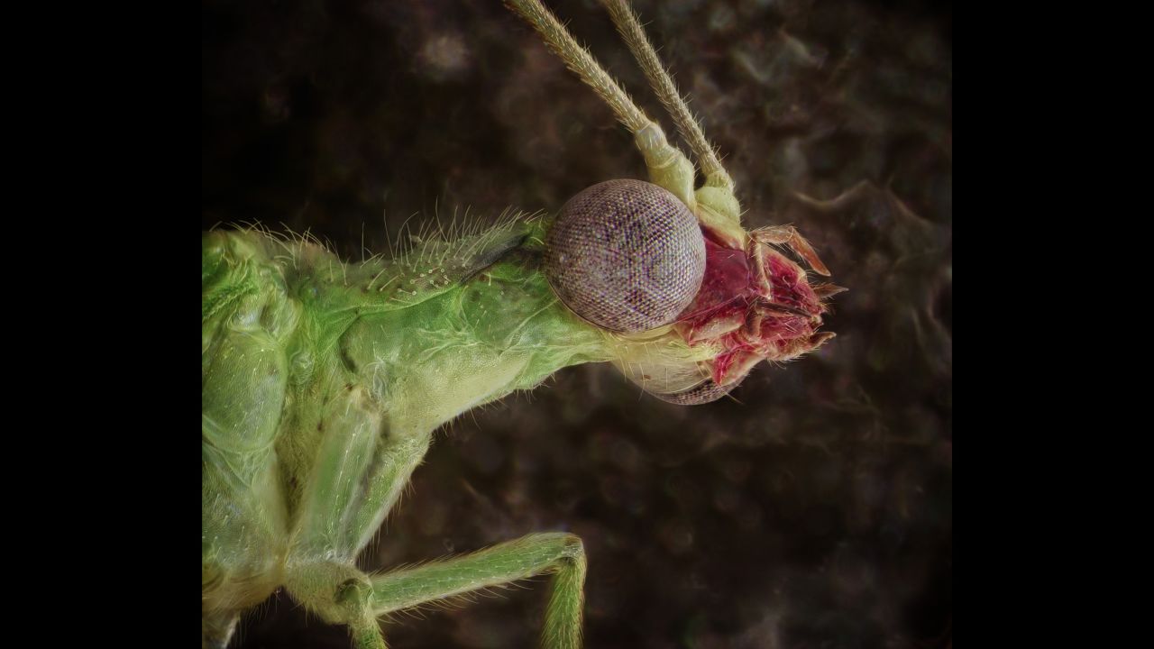 A green lacewing