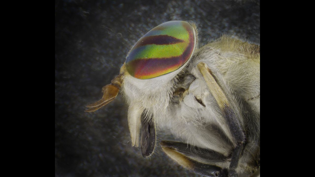 A horsefly