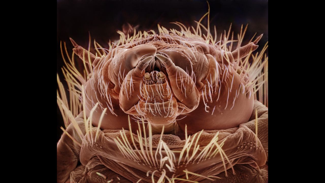 A carpet beetle