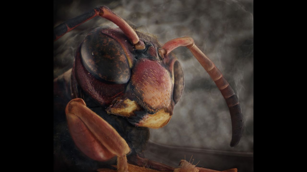 A paper wasp