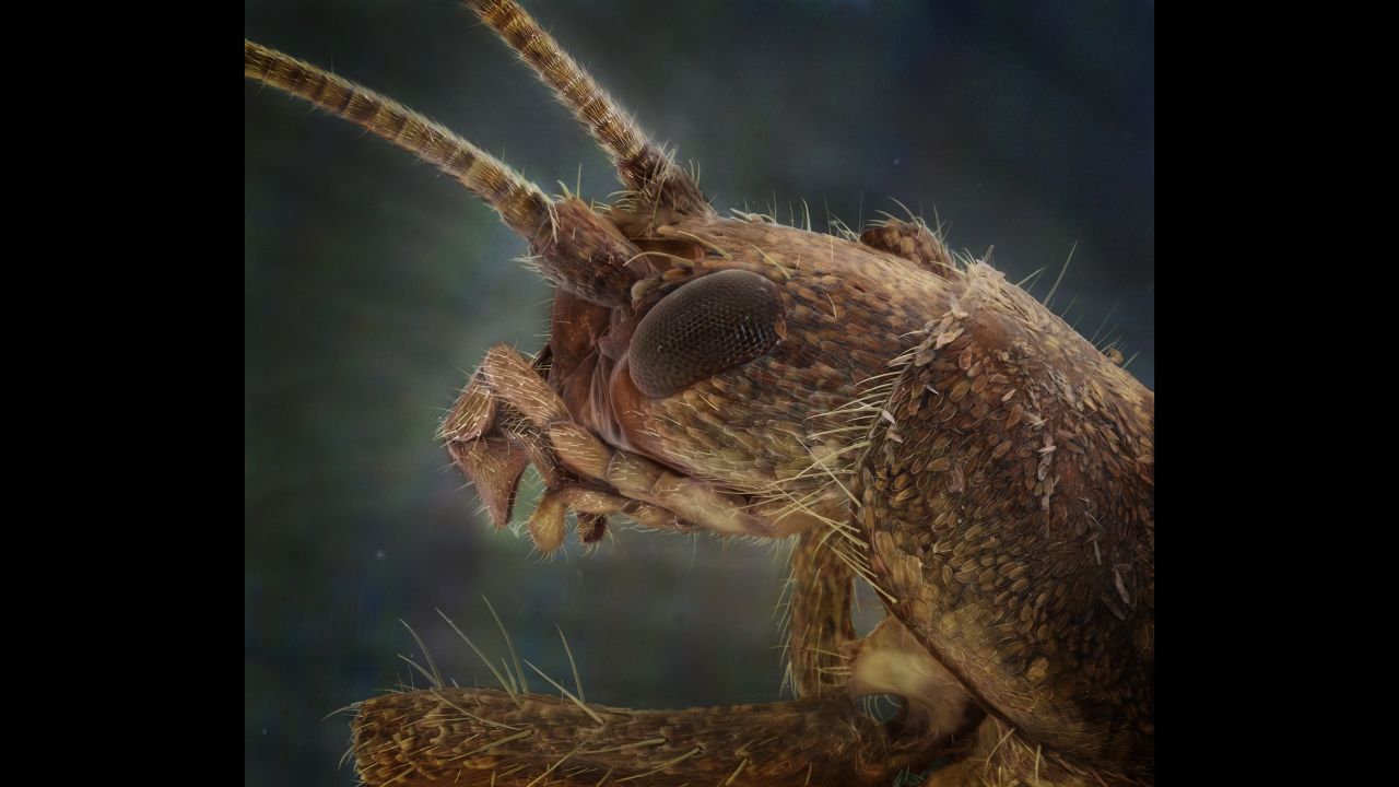 A scaly cricket