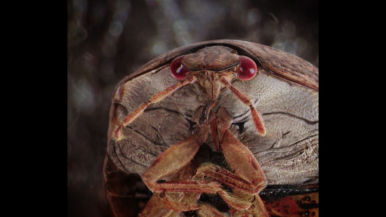 A Kudzu bug