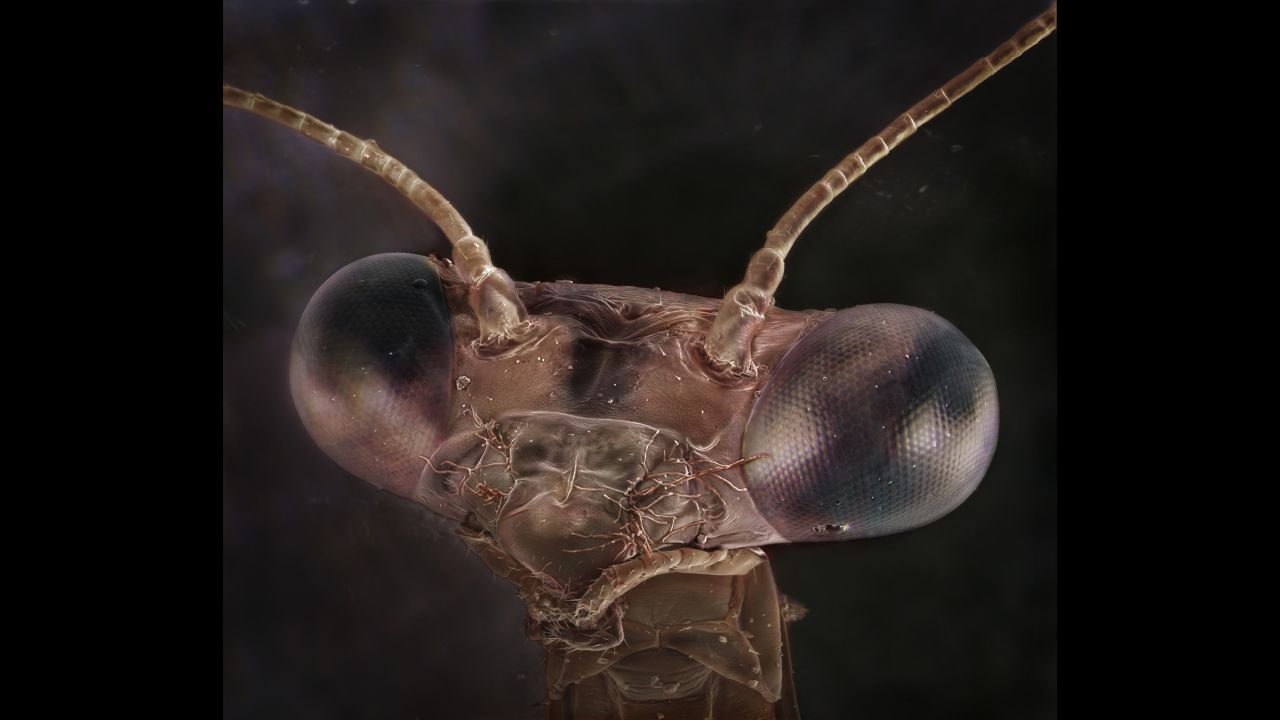 A baby mantis