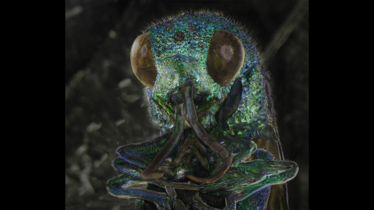 A cuckoo wasp