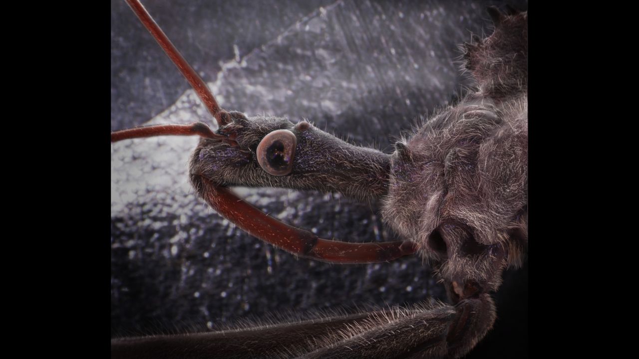 A wheel bug