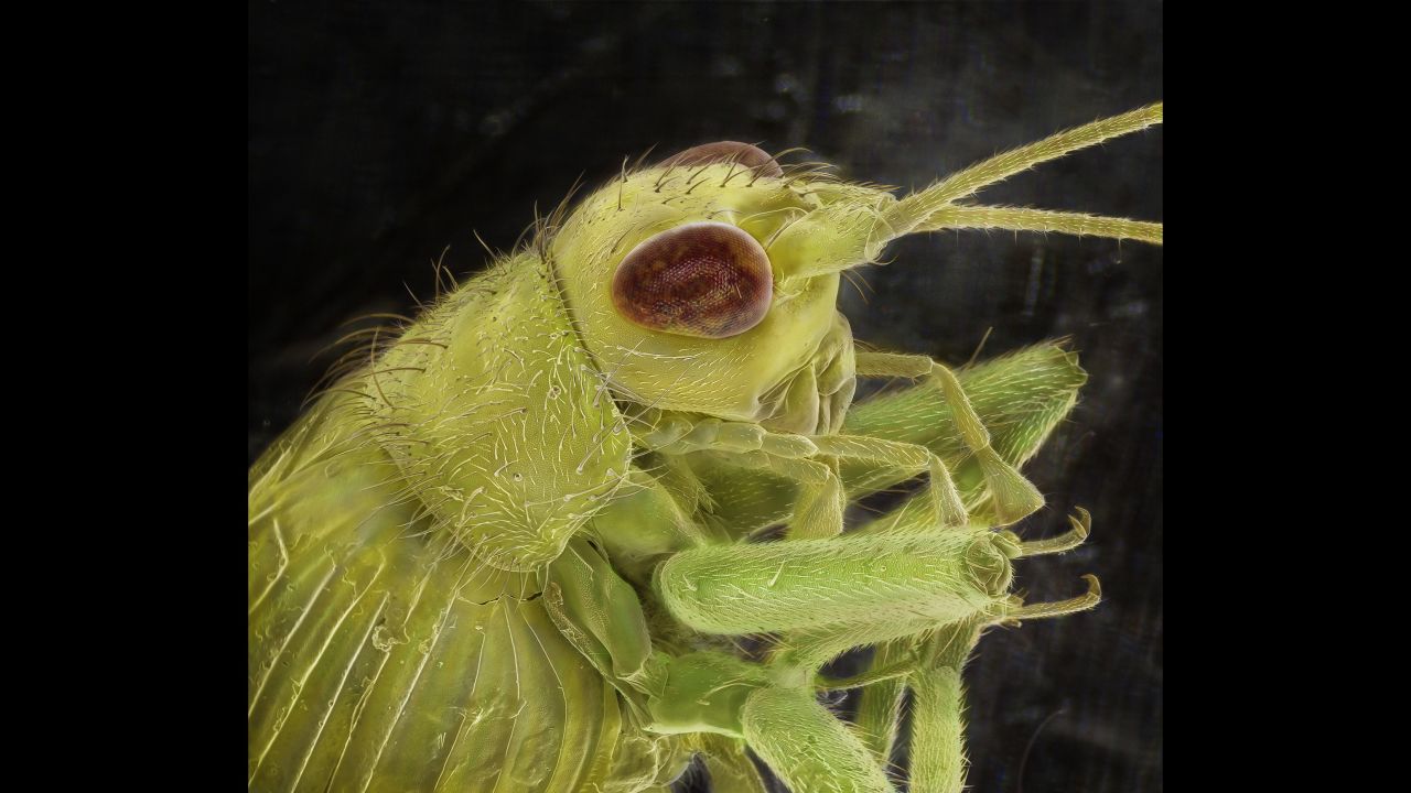 A bush cricket