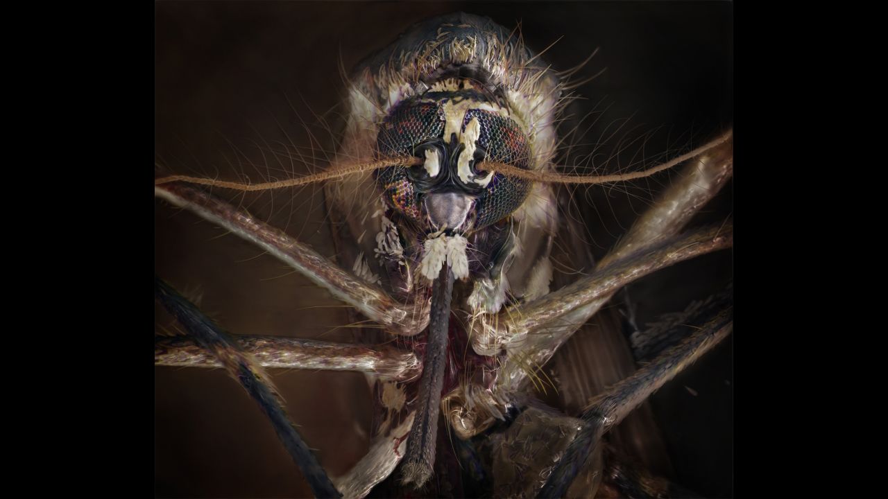 A mosquito