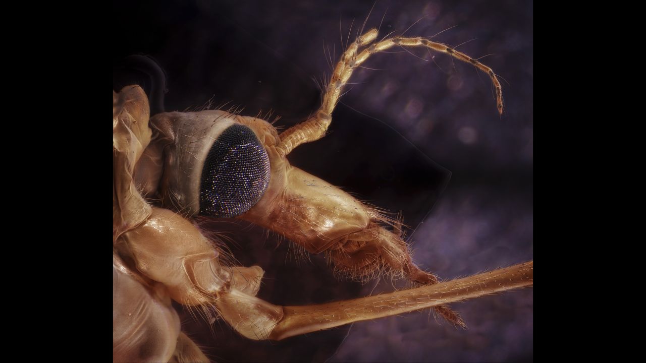 A crane fly
