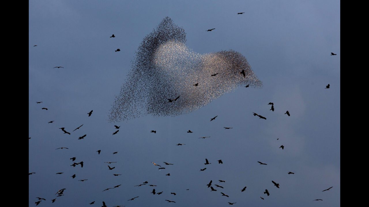 Black kite birds fly in front of a flock of starlings in Rahat, Israel, on Wednesday, February 10. 