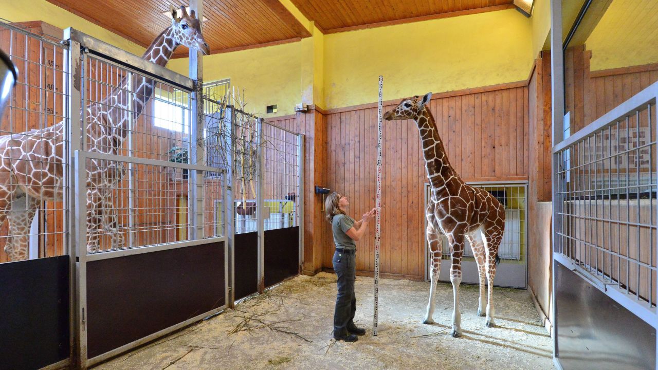 Zookeeper Susanne Meyer measures the height of a baby giraffe at the Thuringer Zoo in Erfurt, Germany, on Wednesday, February 10.