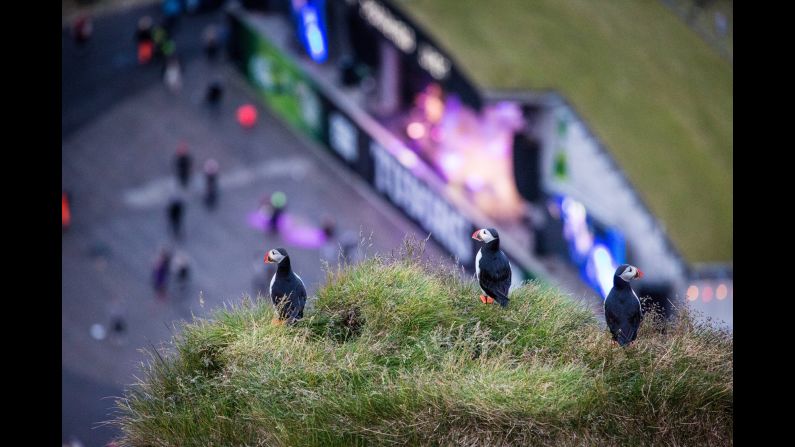 A group of puffins overlooks the annual Vestmannaeyjar Music Festival -- the largest in the country -- from the high cliffs of Iceland's Westman Islands.