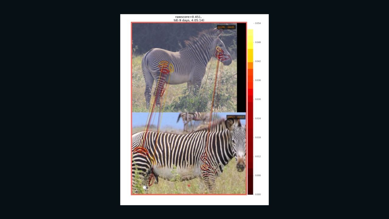 To identify zebras, a computer program focuses on where stripes meet and branch.