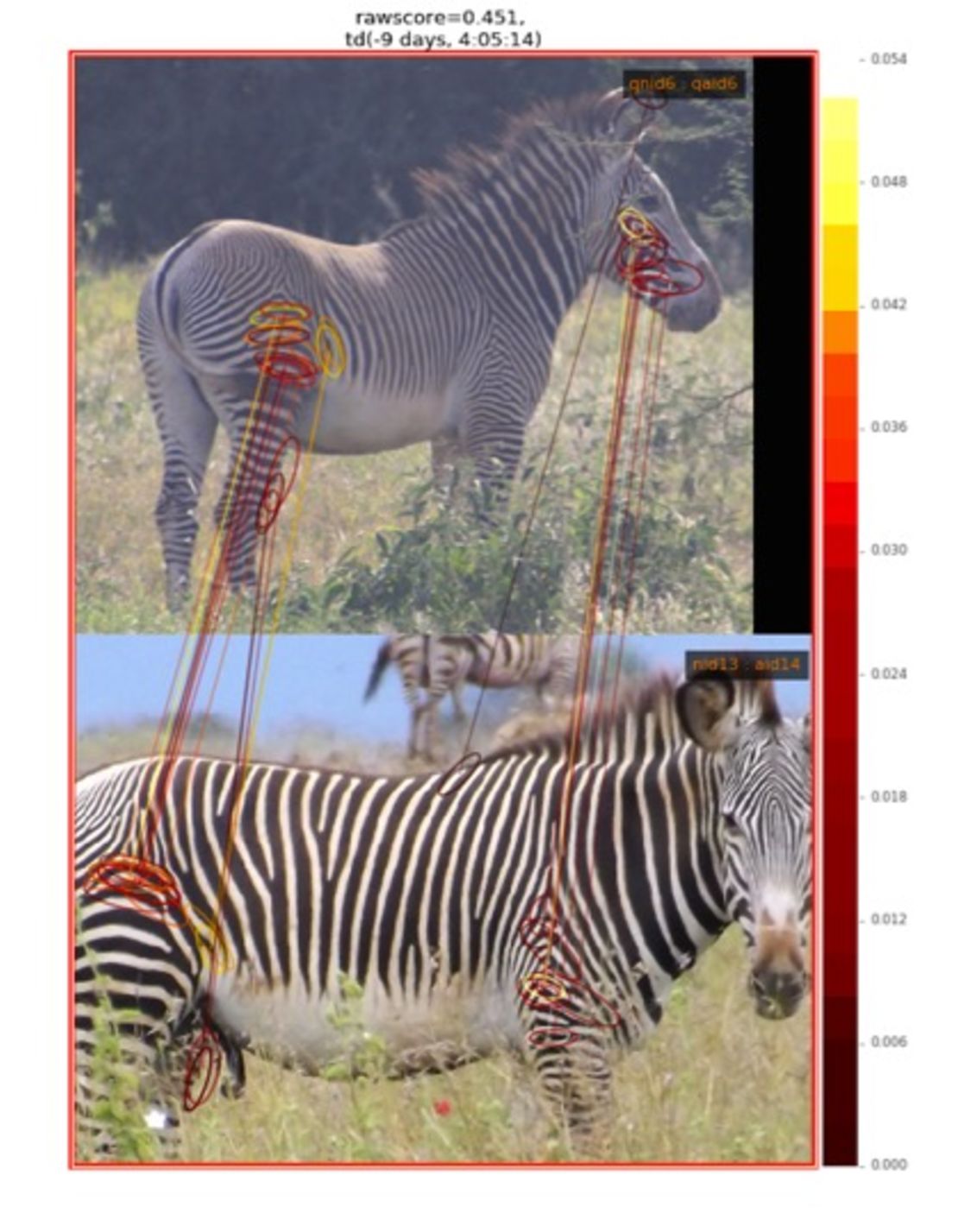 To identify zebras, a computer program focuses on where stripes meet and branch.